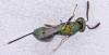 Torymus sp.